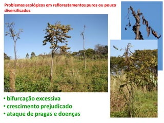 • bifurcação excessiva
• crescimento prejudicado
• ataque de pragas e doenças
Problemas ecológicos em reflorestamentos puros ou pouco
diversificados
 