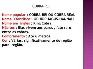 COBRA-REI

Nome popular : COBRA-REI OU COBRA REAL
Nome Científico : OPHIOPHAGUS-HANNAH
Nome em inglês : King Cobra
Hábitos : Elas vivem aos pares , fato raro
entre as cobras.
Comprimento : Até 6 metros
Cor : Várias, significativamente de região
para região.
 