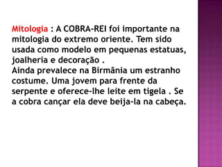 Mitologia : A COBRA-REI foi importante na
mitologia do extremo oriente. Tem sido
usada como modelo em pequenas estatuas,
joalheria e decoração .
Ainda prevalece na Birmânia um estranho
costume. Uma jovem para frente da
serpente e oferece-lhe leite em tigela . Se
a cobra cançar ela deve beija-la na cabeça.
 
