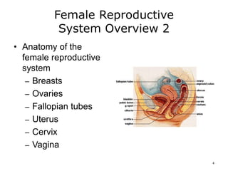 Female Reproductive
System Overview 2
• Anatomy of the
female reproductive
system
– Breasts
– Ovaries
– Fallopian tubes
– Uterus
– Cervix
– Vagina
4
 