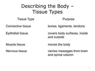 Describing the Body –
Tissue Types
Tissue Type Purpose
Connective tissue bones, ligaments, tendons
Epithelial tissue covers body surfaces, inside
and outside
Muscle tissue moves the body
Nervous tissue carries messages from brain
and spinal column
3
 