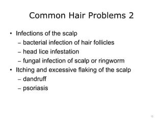 Common Hair Problems 2
• Infections of the scalp
– bacterial infection of hair follicles
– head lice infestation
– fungal infection of scalp or ringworm
• Itching and excessive flaking of the scalp
– dandruff
– psoriasis
12
 