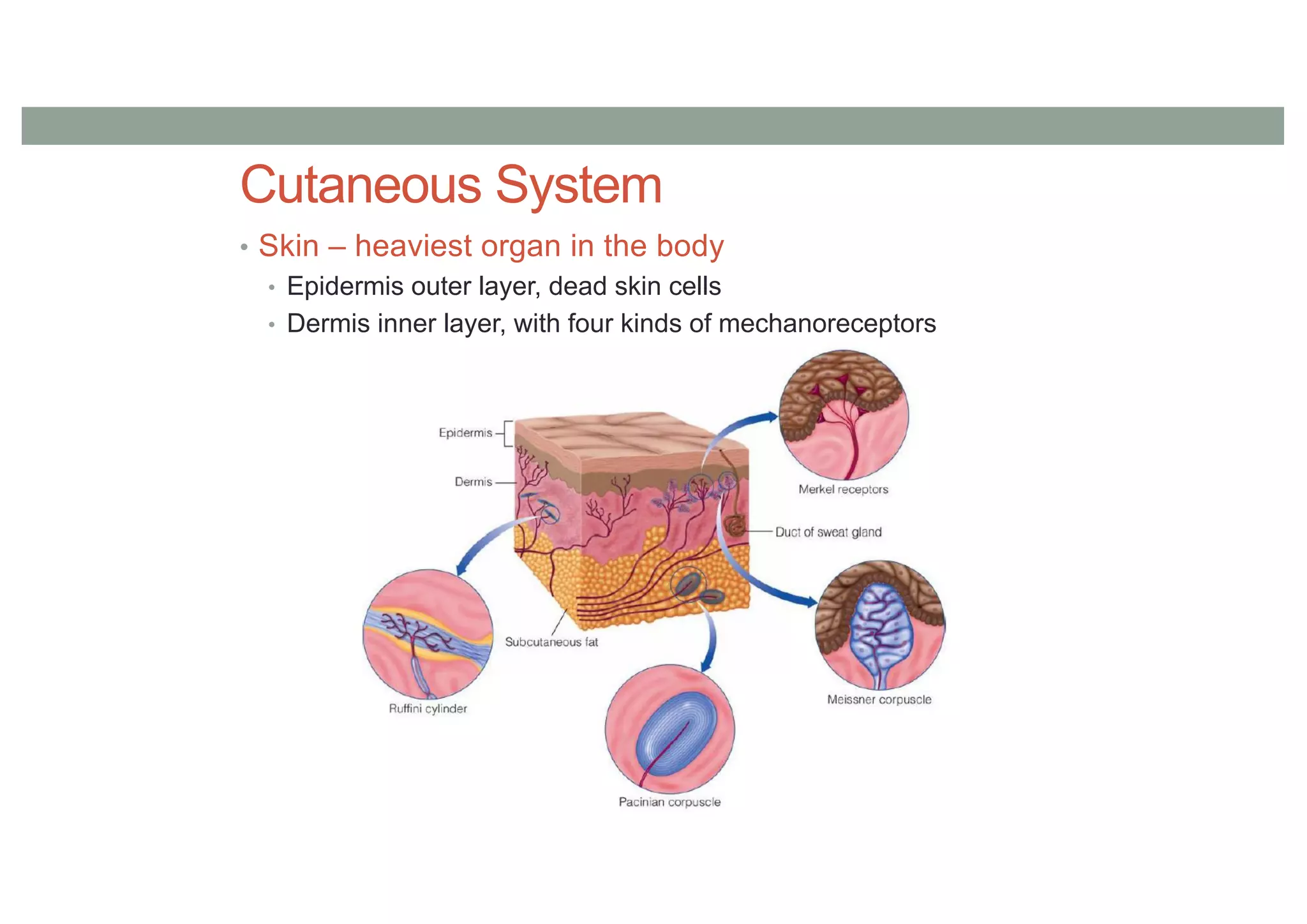 Cutaneous System
• Skin – heaviest organ in the body
• Epidermis outer layer, dead skin cells
• Dermis inner layer, with four kinds of mechanoreceptors
 