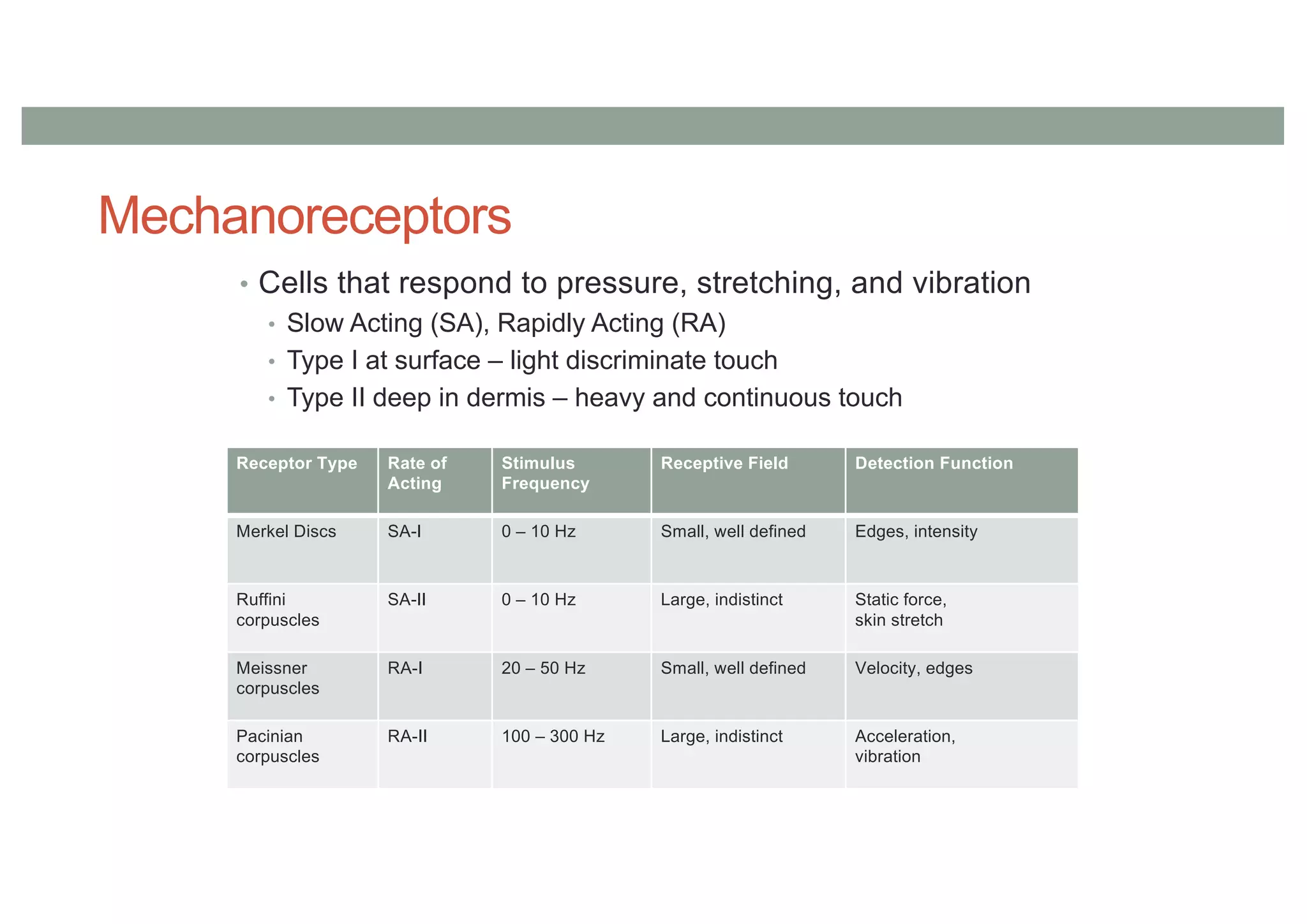 Mechanoreceptors
• Cells that respond to pressure, stretching, and vibration
• Slow Acting (SA), Rapidly Acting (RA)
• Type I at surface – light discriminate touch
• Type II deep in dermis – heavy and continuous touch
Receptor Type Rate of
Acting
Stimulus
Frequency
Receptive Field Detection Function
Merkel Discs SA-I 0 – 10 Hz Small, well defined Edges, intensity
Ruffini
corpuscles
SA-II 0 – 10 Hz Large, indistinct Static force,
skin stretch
Meissner
corpuscles
RA-I 20 – 50 Hz Small, well defined Velocity, edges
Pacinian
corpuscles
RA-II 100 – 300 Hz Large, indistinct Acceleration,
vibration
 