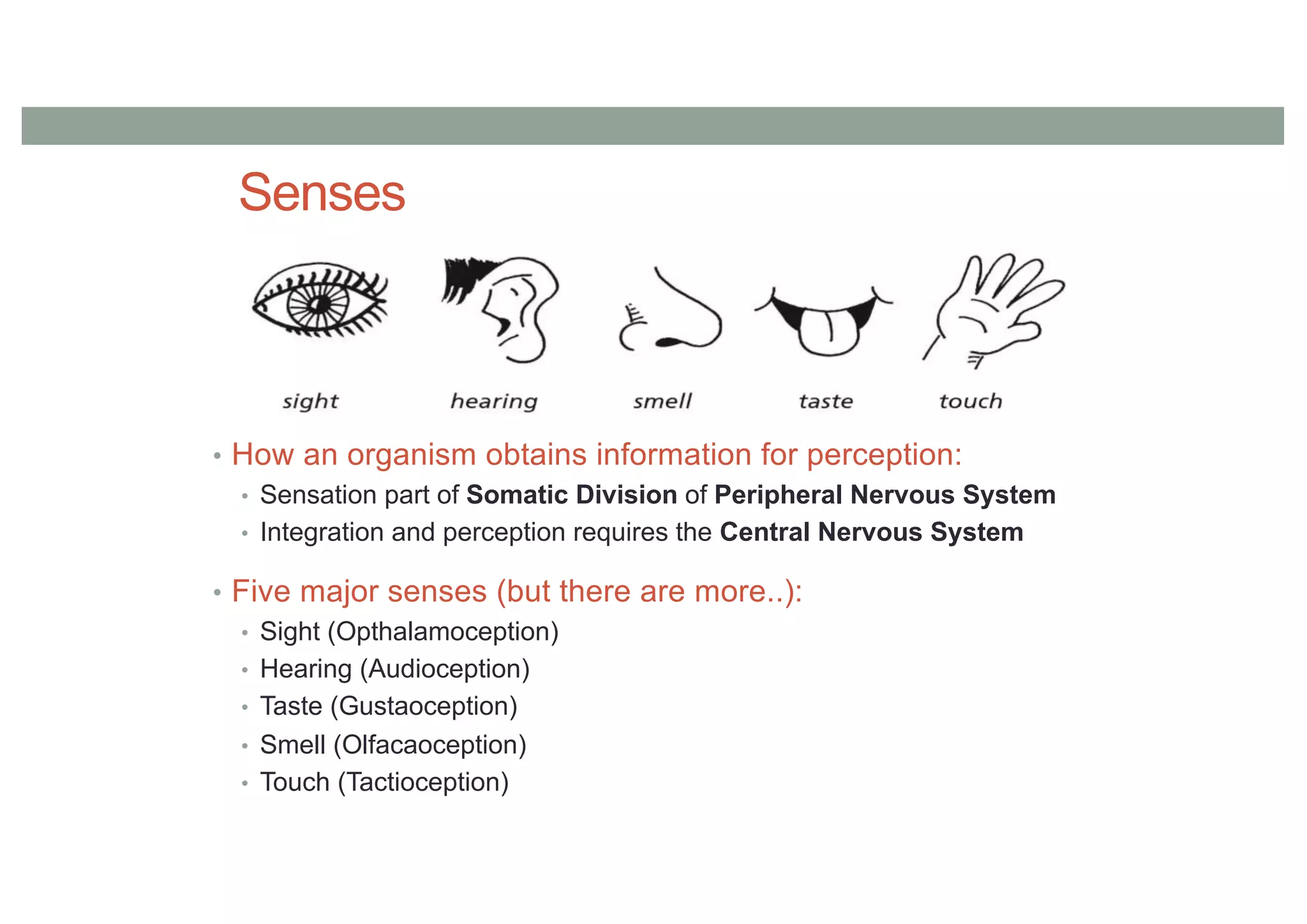 Senses
• How an organism obtains information for perception:
• Sensation part of Somatic Division of Peripheral Nervous System
• Integration and perception requires the Central Nervous System
• Five major senses (but there are more..):
• Sight (Opthalamoception)
• Hearing (Audioception)
• Taste (Gustaoception)
• Smell (Olfacaoception)
• Touch (Tactioception)
 