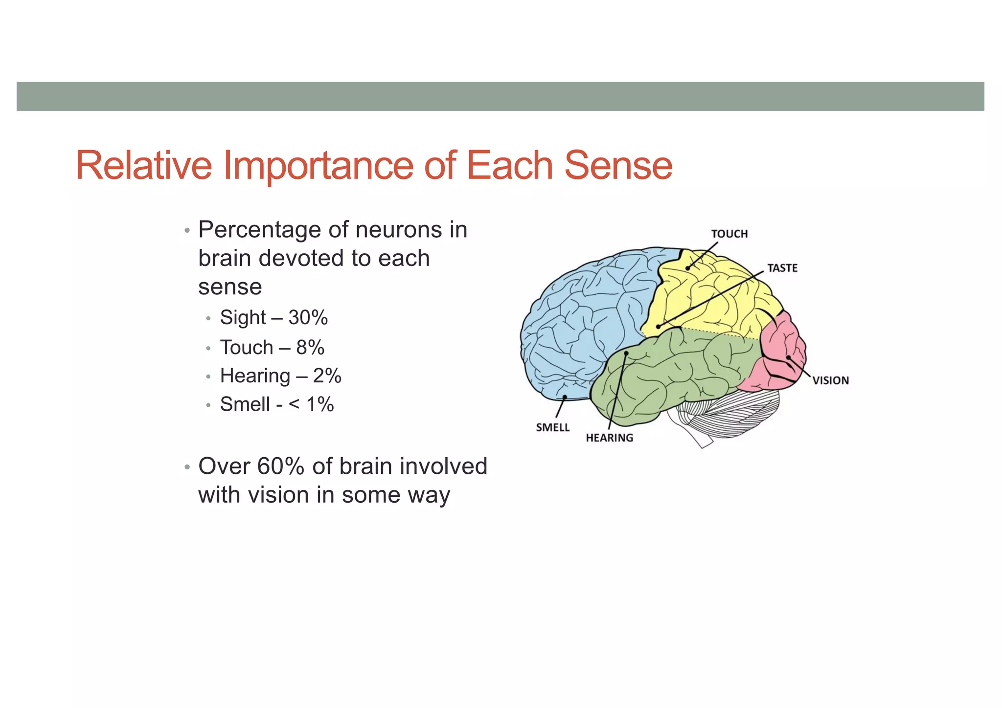 Relative Importance of Each Sense
• Percentage of neurons in
brain devoted to each
sense
• Sight – 30%
• Touch – 8%
• Hearing – 2%
• Smell - < 1%
• Over 60% of brain involved
with vision in some way
 