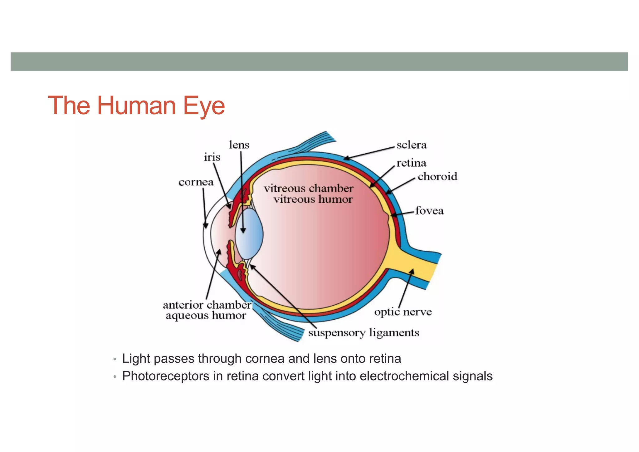 The Human Eye
• Light passes through cornea and lens onto retina
• Photoreceptors in retina convert light into electrochemical signals
 