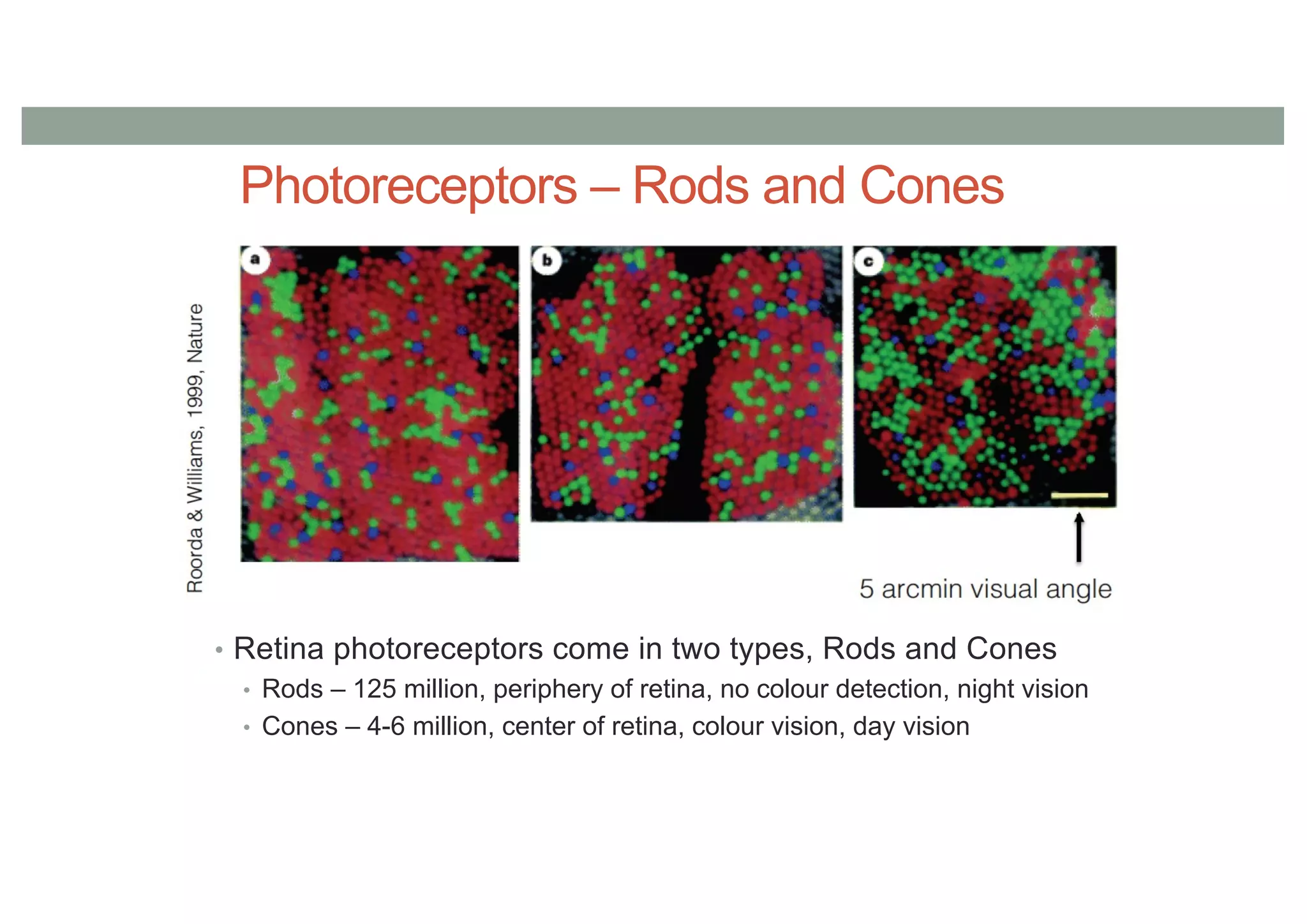 Photoreceptors – Rods and Cones
• Retina photoreceptors come in two types, Rods and Cones
• Rods – 125 million, periphery of retina, no colour detection, night vision
• Cones – 4-6 million, center of retina, colour vision, day vision
 