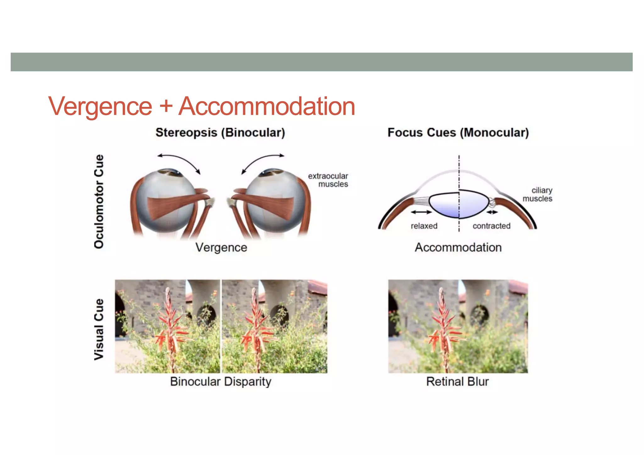 Vergence + Accommodation
• saas
 
