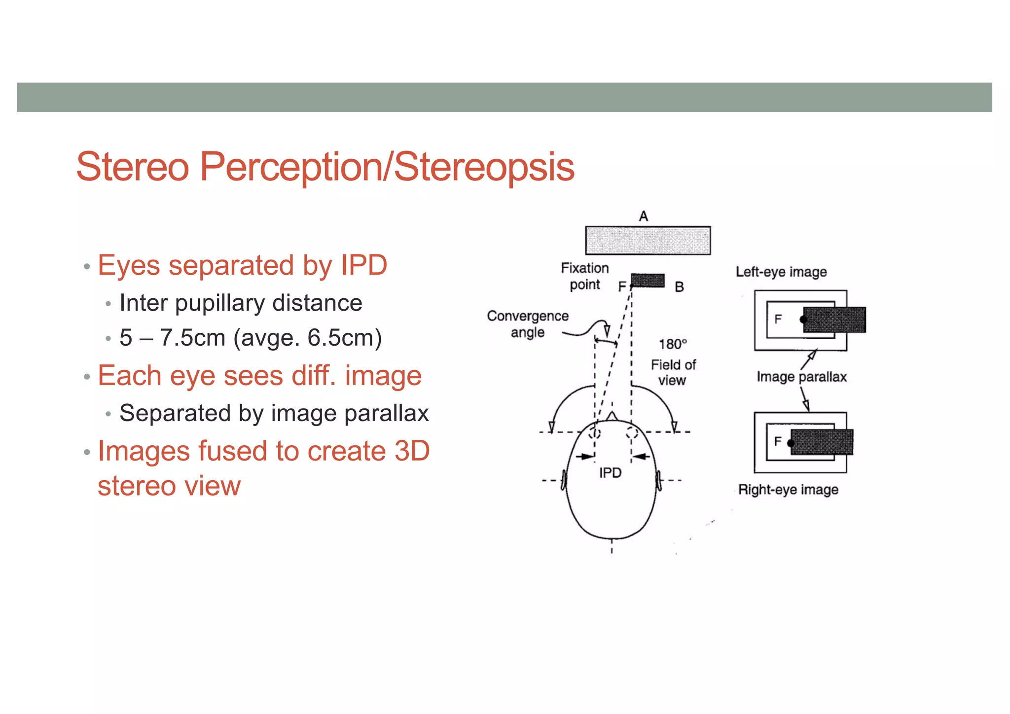 Stereo Perception/Stereopsis
• Eyes separated by IPD
• Inter pupillary distance
• 5 – 7.5cm (avge. 6.5cm)
• Each eye sees diff. image
• Separated by image parallax
• Images fused to create 3D
stereo view
 