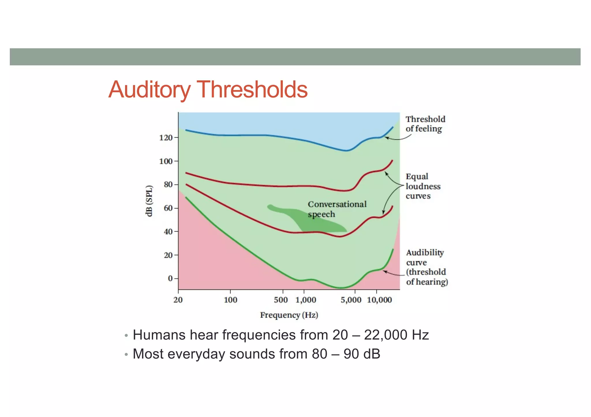 Auditory Thresholds
• Humans hear frequencies from 20 – 22,000 Hz
• Most everyday sounds from 80 – 90 dB
 