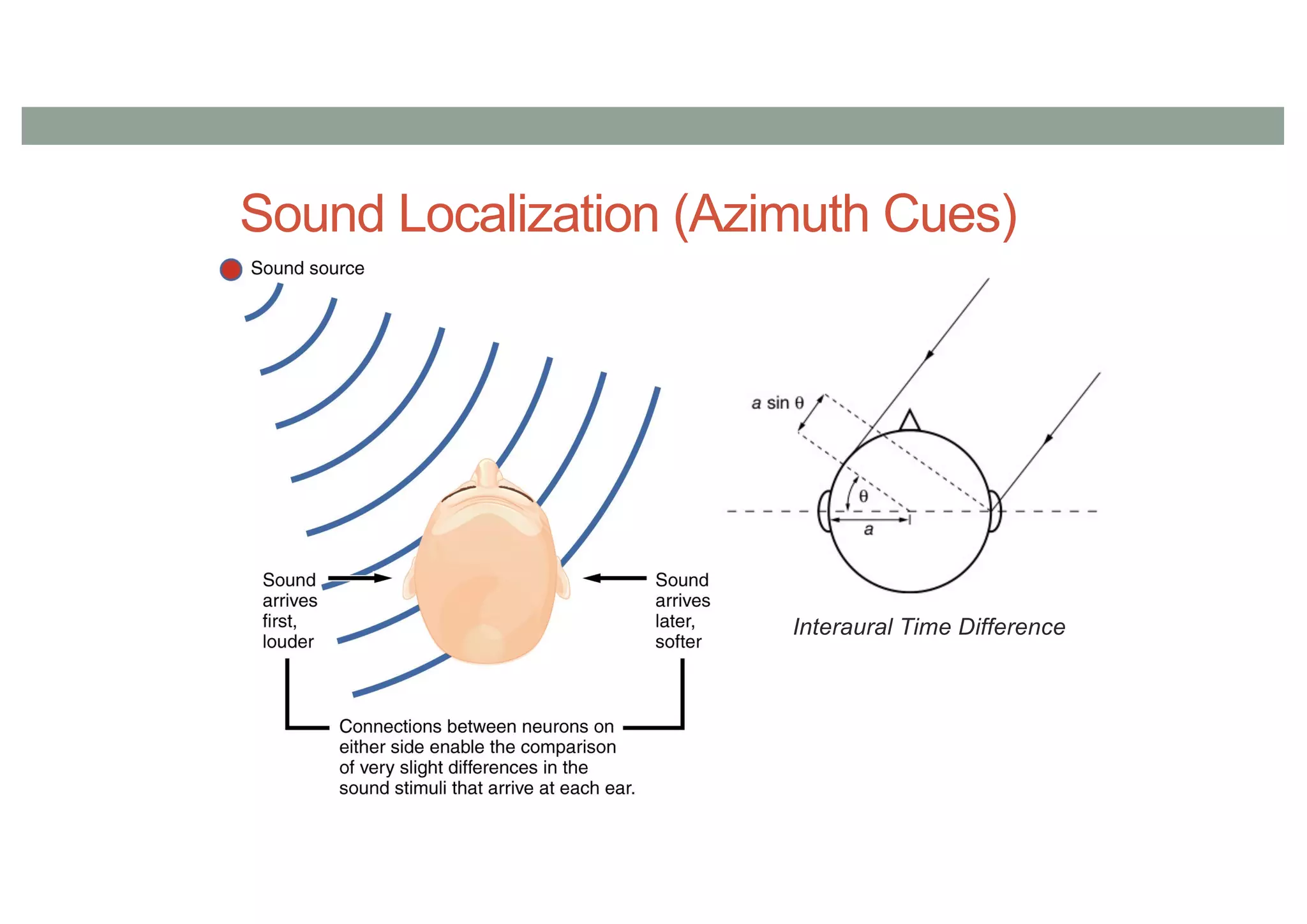Sound Localization (Azimuth Cues)
Interaural Time Difference
 