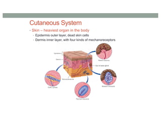Cutaneous System
• Skin – heaviest organ in the body
• Epidermis outer layer, dead skin cells
• Dermis inner layer, with four kinds of mechanoreceptors
 