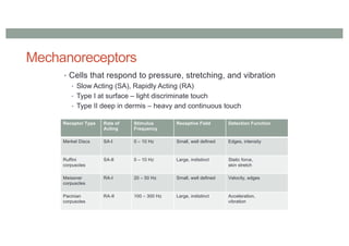 Mechanoreceptors
• Cells that respond to pressure, stretching, and vibration
• Slow Acting (SA), Rapidly Acting (RA)
• Type I at surface – light discriminate touch
• Type II deep in dermis – heavy and continuous touch
Receptor Type Rate of
Acting
Stimulus
Frequency
Receptive Field Detection Function
Merkel Discs SA-I 0 – 10 Hz Small, well defined Edges, intensity
Ruffini
corpuscles
SA-II 0 – 10 Hz Large, indistinct Static force,
skin stretch
Meissner
corpuscles
RA-I 20 – 50 Hz Small, well defined Velocity, edges
Pacinian
corpuscles
RA-II 100 – 300 Hz Large, indistinct Acceleration,
vibration
 