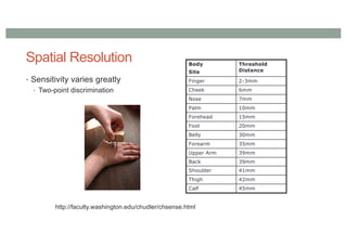 Spatial Resolution
• Sensitivity varies greatly
• Two-point discrimination
Body
Site
Threshold
Distance
Finger 2-3mm
Cheek 6mm
Nose 7mm
Palm 10mm
Forehead 15mm
Foot 20mm
Belly 30mm
Forearm 35mm
Upper Arm 39mm
Back 39mm
Shoulder 41mm
Thigh 42mm
Calf 45mm
http://faculty.washington.edu/chudler/chsense.html
 
