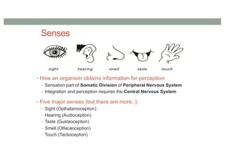 Senses
• How an organism obtains information for perception:
• Sensation part of Somatic Division of Peripheral Nervous System
• Integration and perception requires the Central Nervous System
• Five major senses (but there are more..):
• Sight (Opthalamoception)
• Hearing (Audioception)
• Taste (Gustaoception)
• Smell (Olfacaoception)
• Touch (Tactioception)
 