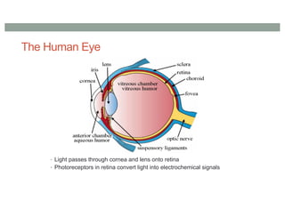 The Human Eye
• Light passes through cornea and lens onto retina
• Photoreceptors in retina convert light into electrochemical signals
 