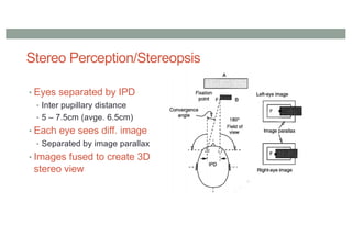 Stereo Perception/Stereopsis
• Eyes separated by IPD
• Inter pupillary distance
• 5 – 7.5cm (avge. 6.5cm)
• Each eye sees diff. image
• Separated by image parallax
• Images fused to create 3D
stereo view
 