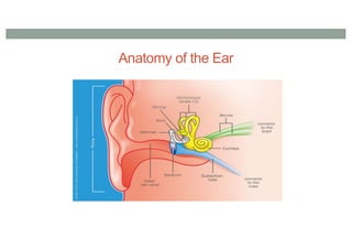 Anatomy of the Ear
 