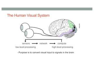 The Human Visual System
• Purpose is to convert visual input to signals in the brain
 