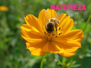NATUREZA
 