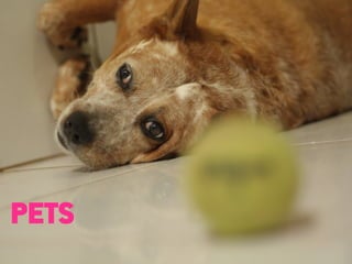 PETS
 