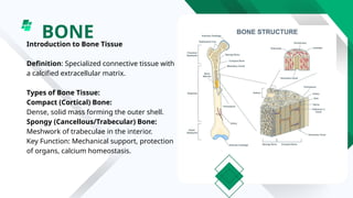Compact bone Histology MBBS anatomy.pptx