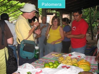Palomera 