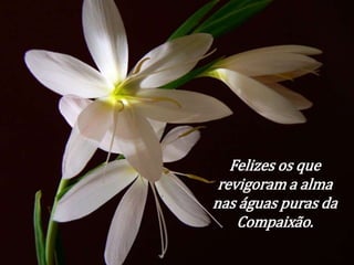 Felizes os que 
revigoram a alma 
nas águas puras da 
Compaixão. 
 