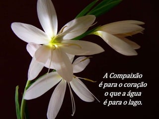 A Compaixão 
é para o coração 
o que a água 
é para o lago. 
 