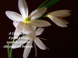 A Compaixão 
é para a alma 
o que as árvores 
são para um bosque. 
 