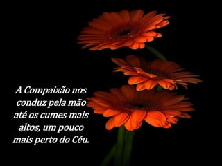 A Compaixão nos 
conduz pela mão 
até os cumes mais 
altos, um pouco 
mais perto do Céu. 
 