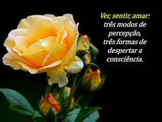 Ver, sentir, amar: 
três modos de 
percepção, 
três formas de 
despertar a 
consciência. 
 