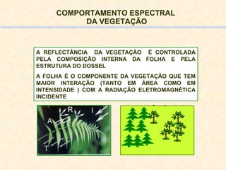 COMPORTAMENTO ESPECTRAL  DA VEGETAÇÃO A REFLECTÂNCIA  DA VEGETAÇÃO  É CONTROLADA PELA COMPOSIÇÃO INTERNA  DA FOLHA E PELA  ESTRUTURA DO DOSSEL A FOLHA É O COMPONENTE DA VEGETAÇÃO QUE TEM MAIOR INTERAÇÃO (TANTO EM ÁREA COMO EM INTENSIDADE ) COM A RADIAÇÃO ELETROMAGNÉTICA INCIDENTE   