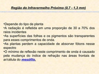 Região do Infravermelho Próximo (0,7 - 1,3 mm)   Depende do tipo de planta A radiação é refletida em uma proporção de 30 a 70% dos raios incidentes As superfícies das folhas e os pigmentos são transparentes para esses comprimentos de onda.  As plantas perdem a capacidade de absorver fótons nesse espectro O mínimo de reflexão neste comprimento de onda é causado pela mudança do índice de refração nas áreas frontais de ar/célula do  mesófilo . 