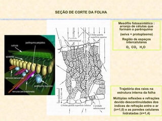 SEÇÃO DE CORTE DA FOLHA Trajetória dos raios na estrutura interna da folha Múltiplas reflexões e refrações devido descontinuidades dos índices de refração entre o ar (ir=1,0) e as paredes celulares hidratadas (ir=1,4) Mesófilo fotossintético : arranjo de células que formam o parênquima  (seiva + protoplasma) Região de espaços intercelulares O 2   CO 2  H 2 O 