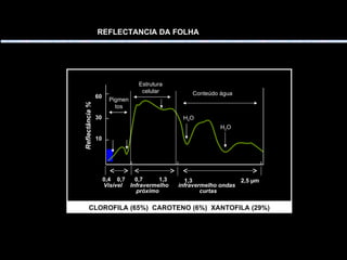 REFLECTANCIA DA FOLHA CLOROFILA (65%)  CAROTENO (6%)  XANTOFILA (29%) 0,4  0,7 Conteúdo água Estrutura celular Pigmentos H 2 O H 2 O 60 30 10 Reflectância % 0,7  1,3 1,3  2,5  µm Visível  Infravermelho  infravermelho ondas próximo  curtas 