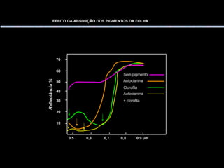 EFEITO DA ABSORÇÃO DOS PIGMENTOS DA FOLHA Sem pigmento Antocianina Clorofila Antocianina + clorofila 0,5  0,6  0,7  0,8  0,9  µm Reflectância % 70 60 50 40 30 20 10 
