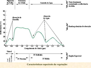 Características espectrais da vegetação: 