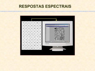 RESPOSTAS ESPECTRAIS   