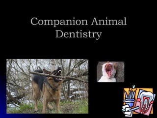 Companion Animal Dentistry 