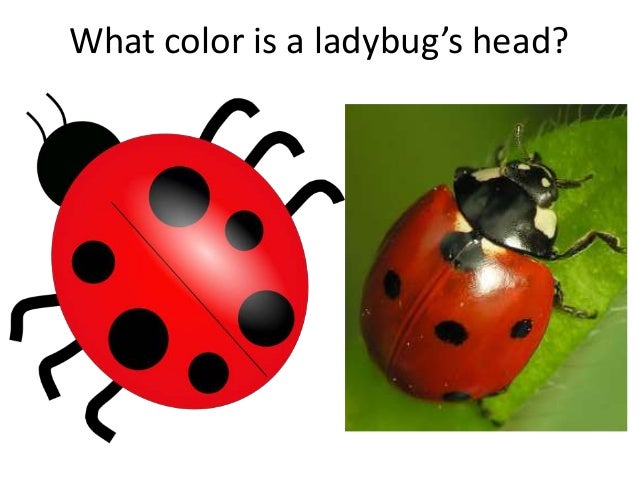 Companion Guide To The Grouchy Ladybug