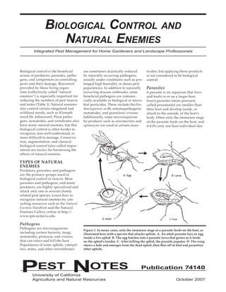 Biological Control and
                   Natural Enemies
        Integrated Pest Management for Home Gardeners and Landscape Professionals




Biological control is the beneficial     are sometimes drastically reduced           ticides, but applying these products
action of predators, parasites, patho-   by naturally occurring pathogens,           is not considered to be biological
gens, and competitors in controlling     usually under conditions such as pro-       control.
pests and their damage. Biocontrol       longed high humidity or dense pest
provided by these living organ-          populations. In addition to naturally       Parasites
isms (collectively called “natural       occurring disease outbreaks, some          A parasite is an organism that lives
enemies”) is especially important for    beneficial pathogens are commer-           and feeds in or on a larger host.
reducing the numbers of pest insects     cially available as biological or micro-   Insect parasites (more precisely
and mites (Table 1). Natural enemies     bial pesticides. These include Bacillus    called parasitoids) are smaller than
also control certain rangeland and       thuringiensis or Bt, entomopathogenic      their host and develop inside, or
wildland weeds, such as Klamath          nematodes, and granulosis viruses.         attach to the outside, of the host’s
weed (St. Johnswort). Plant patho-       Additionally, some microorganism           body. Often only the immature stage
gens, nematodes, and vertebrates also    by-products such as avermectins and        of the parasite feeds on the host, and
have many natural enemies, but this      spinosyns are used in certain insec-       it kills only one host individual dur-
biological control is often harder to
recognize, less-well understood, or
more difficult to manage. Conserva-
tion, augmentation, and classical
biological control (also called impor-
tation) are tactics for harnessing the
effects of natural enemies.

TYPES OF NATURAL
ENEMIES
Predators, parasites, and pathogens
are the primary groups used in                                      A. Egg                            B. Larva
biological control of insects. Most
parasites and pathogens, and many
predators, are highly specialized and
attack only one or several closely
related pest species. Learn how to
recognize natural enemies by con-
sulting resources such as the Natural
Enemies Handbook and the Natural
Enemies Gallery online at http://
www.ipm.ucdavis.edu.
                                                      D. Adult                                       C. Pupa

Pathogens
Pathogens are microorganisms
                                         Figure 1. In many cases, only the immature stage of a parasite feeds on the host, as
including certain bacteria, fungi,       illustrated here with a species that attacks aphids. A. An adult parasite lays an egg
nematodes, protozoa, and viruses         inside a live aphid. B. The egg hatches into a parasite larva that grows as it feeds
that can infect and kill the host.       on the aphid’s insides. C. After killing the aphid, the parasite pupates. D. The wasp
Populations of some aphids, caterpil-    chews a hole and emerges from the dead aphid, then flies off to find and parasitize
lars, mites, and other invertebrates     other aphids.




PEST NOTES	
        University of California          	
                                                                                 Publication 74140

        Agriculture and Natural Resources                                                                 October 2007
 