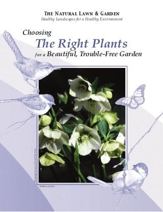 The Natural Lawn & Garden
                                                Healthy Landscapes for a Healthy Environment


Choosing
                         The Right Plants
                               for a                   Beautiful, Trouble-Free Garden
   Photograph courtesy of Great Plant Picks




                                              Helleborus hybridus
 