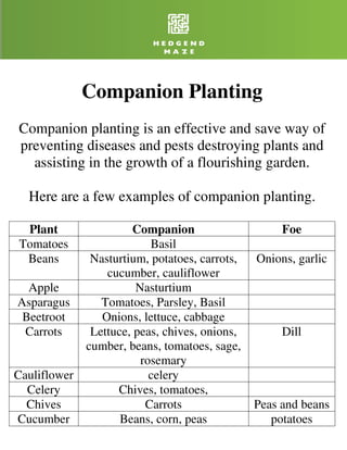 Companion Planting
Companion planting is an effective and save way of
preventing diseases and pests destroying plants and
  assisting in the growth of a flourishing garden.

  Here are a few examples of companion planting.

 Plant                  Companion                    Foe
Tomatoes                   Basil
 Beans         Nasturtium, potatoes, carrots,   Onions, garlic
                  cucumber, cauliflower
  Apple                 Nasturtium
Asparagus        Tomatoes, Parsley, Basil
 Beetroot        Onions, lettuce, cabbage
 Carrots       Lettuce, peas, chives, onions,        Dill
              cumber, beans, tomatoes, sage,
                         rosemary
Cauliflower                celery
  Celery            Chives, tomatoes,
  Chives                  Carrots               Peas and beans
Cucumber             Beans, corn, peas             potatoes
 