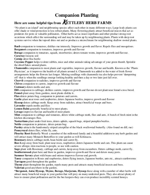 Companion Planting Kettleby Herb Farms, Brighton Ontario, Canada