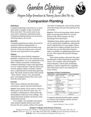 Garden Clippings
         Niagara College Greenhouse & Nursery Success Sheet No. 114
                        Companion Planting
Definition                                         vine borer in finding the vines and the prickly
Companion planting is growing two or more          vines discourage raccoons from getting to the
plant species together so they can benefit         corn plants.
from each other. This can be used on any           Physical: Tall sun-loving plants shade shorter
scale and is sometimes called polyculture.         plants, protecting them from the sun and
Companion planting balances an ecosystem,          drying winds. Plant canopies can also
allowing nature to do its job.                     discourage birds and insects.
Benefits                                            Chemical. Some plants capture nutrients that
Companion planting can reduce the need for         can be used by their neighbours, reducing the
chemical fertilizers and pesticides. It            need to add fertilizers to your garden. Beans,
stimulates plant growth and increases crop         peas and clover capture nitrogen from the air
harvests. It also can reduce your work and         for their own use, but Rhizobium bacteria
increase your enjoyment of your garden.            make it available to neighbouring plants such
                                                   as corn. This reduces the need for nitrogen
History
                                                   fertilizer.
Although the science behind companion
                                                       Some plants produce chemicals that repel
planting is relatively new, this technique has a
                                                   harmful pests without harming the beneficial
very long tradition. It is even mentioned in the
                                                   insects. For example, African marigolds
Bible. Cultures around the world practise
                                                   release thiopene, which repels nematodes,
companion planting in large-scale agriculture
                                                   making it a good companion for vegetables.
as cover crops and nurse crops for grains and
                                                   This reduces the need to use chemicals for
in home gardens. Before scientific explana-
                                                   insect control.
tions, a spiritual belief existed about growing
food. The North American tribes believed the       Examples of Plant Combinations
                                                    Main Crop     Good Companion          Poor Companion
“Three Sisters” (beans, corn, and squash)           Cucumber      Beans, broccoli,        Rue, sage
grew well together because they were a gift                       celery, peas, radish,
from the Great Spirit.                                            lettuce
                                                    Tomatoes      Egg plant,              Potatoes
Factors                                                           asparagus, carrot,
Three factors influence beneficial plant                          cabbage, peas
                                                    Onions        Beets, cabbage,         Peas
associations: spatial, physical and chemical.                     carrots
Spatial: Some plants can be used as a decoy to      Beans         Cabbage, beets,         Onions
                                                                  carrots, corn,
attract pests away from the main crop. An                         tomatoes, squash
example is collard greens, which attract the        Potatoes      Beans, corn, lettuce,   Apples, pumpkins,
diamondback moth away from cabbage. The                           radish                  tomatoes
spatial placement of plants can protect crops      Companion planting benefits plants, garden-
and promote growth.                                ers, farmers, the economy and the environ-
    For example, corn, pumpkin and squash          ment around the world.
when planted together protect each other
because the corn canopy confuses the squash                    Susan Barbetti, Class of 2007

                           Niagara College Greenhouse & Nursery
      Niagara-on-the-Lake Campus, 135 Taylor Road, Niagara-on-the-Lake, ON L0S 1J0
   phone: (905) 641-2252, ext. 4464; fax: (905) 988-4309; e-mail: jthomson@niagaracollege.ca
                     Website: http://www.niagaracollegegreenhouse.com
 
