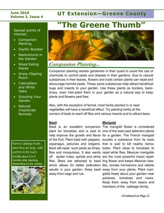 June 2010                           UT Extension—Greene County
Volume 2, Issue 4

                                    “The Greene Thumb”
 Special points of
 interest:
 •    Companion
      Planting
 •    Daylily Booster
 •    Nasturtiums in
      the Garden
 •    Weed Eating             Companion Planting...
      Geese
                              Companion planting assists gardeners in their quest to avoid the use of
 •    Grass Clipping          chemicals to control pests and disease in their gardens. Due to natural
      Mulch
                              substances in their leaves, flowers and roots certain plants can repel and
 •    Caterpillars            discourage harmful pests. These same substances help attract beneficial
      and White               bugs and insects to your garden. Use these plants as borders, back-
      Oaks                    drops, even inter-plant them in your garden as a natural way to keep
 •    Scouting Your           plants and flowers pest free.
      Garden
 •    Natural                 Also, with the exception of fennel, most herbs planted in or near
      Insecticide             vegetables will have a beneficial effect. Try planting herbs at the
      Remedy                  corners of beds to ward off flies and various insects and to attract bees.

                              Basil                                     Marigold
                              Basil is an excellent companion           The marigold flower is considered
                              plant for tomatoes and is said to         one of the best pest deterrent plants
                              help improve the growth and flavor        for a garden. The French marigold
                              of the fruit. Plant basil with peppers,   exudes a substance from its roots
 Harvest cabbage heads        asparagus, petunias and oregano.          that is said to kill nearby nema-
 when they are large, solid   Basil will repel such pests as thrips,    todes. Plant close to tomatoes to
 and firm to the touch,       flies and mosquitoes. It also wards       repel white flies. Mexican marigolds
 usually about 2 to 3         off spider mites, aphids and white        are the most powerful insect repel-
 months after planting,       flies. Bees are attracted to basil        ling flower and keeps Mexican bee-
 depending on the variety.
                              which allows for better pollination       tles, tomato hornworms and rabbits
                              results in your garden. Keep basil        away from your plants. Plant mari-
                              away from sage and rue.                   golds freely about your garden near
                                                                        potatoes, tomatoes and roses.
                                                                        Keep them away from beans and
                                                                        members of the cabbage family.

                                                                                     (Continued on Page 2)
 