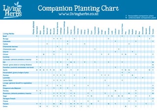 Companion Planting Chart
                                                                                                                                             www.livingherbs.co.nz                                                                                                                                                                                Y favourable companion plant
                                                                                                                                                                                                                                                                                                                                                  N unfavourable companion plant




                                                                                                                                                       Chinese Cabbage
                                         Plants affected




                                                                                                                           Brussel Sprouts




                                                                                                                                                                                                                                                                                                                                  Orchard Trees
                                                                              Broad Bean




                                                                                                                                                                                             Cauliflower




                                                                                                                                                                                                                                                                                                                                                                                                              Strawberry
                                                           Asparagus




                                                                                                                                                                                                                                                         Cucumber




                                                                                                                                                                                                                                                                                                                                                                                       Silverbeet
                                                                                                                                                                         Capsicum




                                                                                                                                                                                                                                                                    Eggplant
                                                                                                                                             Cabbage
                                                                                           Beetroot




                                                                                                                                                                                                                                                                                              Kohlrabi
                                                                                                                Broccoli




                                                                                                                                                                                                           Celeriac




                                                                                                                                                                                                                                                                                                                                                                                                    Spinach
                                                                                                                                                                                                                                                                                                                Lettuce




                                                                                                                                                                                                                                                                                                                                                                                                                           Tomato
                                                                                                      Berries




                                                                                                                                                                                                                                        Collard




                                                                                                                                                                                                                                                                                                                                                                 Radish
                                                                                                                                                                                                                                                                                                                                                        Potato
                                                                                                                                                                                                                      Celery
                                                                                                                                                                                    Carrot




                                                                                                                                                                                                                                                                               Grape
                                                                                                                                                                                                                               Citrus




                                                                                                                                                                                                                                                                                                                          Onion
                                                                       Bean




                                                                                                                                                                                                                                                                                                                                                                          Rose
                                                                                                                                                                                                                                                  Corn




                                                                                                                                                                                                                                                                                                         Leek
                                                                                                                                                                                                                                                                                       Kale




                                                                                                                                                                                                                                                                                                                                                                                 Rue
                                                                                                                                                                                                                                                                                                                                                  Pea
Living Herbs
Basil                                                      Y                                                                                                                                                                                                                                                                      Y                                              N                                         Y
Borage                                                                                                          Y           Y                Y                                               Y                                                                                                Y                                                                                                               Y
Calendula                                                                                                                                                                Y                                                                                                                                      Y                                                         Y                                                Y
Catnip                                                                                     Y                                                                             Y                                                     Y                                                                                                                        Y
Chamomile German                                                                                                            Y
Chamomile Lawn                                                                                                                               Y                                                                                                           Y                                                                Y
Chervil                                                                                                         Y                                                                                                                                                                                               Y                                                Y
Chives                                                                        N                                 Y                                                        Y          Y                                                                                          Y              Y                                   Y               N                       Y                                                Y
Comfrey                                                    Y
Coriander (attracts predatory insects)                     Y                                                                                                             Y
Dill                                                       Y           Y                                                    Y                Y                                      N        Y                                 Y                         Y                                    Y                                   Y                                                                                        N
Fennel (grow alone or among flowers)                                                                                                                                     N                                                                                                                                                                                                                                                 N
Feverfew (controls nematodes root knot)                                Y                                                                                                 Y                                                                                                                                      Y                                                                                                          Y
Garlic                                                     N           N      N            Y          Y         N                            N                                      Y                      Y                                                        Y                                                             Y               N     N                 Y                                   N            Y
Horseradish (grow at edge of plot)                                                                                                                                                                                                                                                                                                Y                     Y
Hyssop                                                                                                          Y           Y                Y          Y                                    Y                                                                                 Y       Y      Y                                   Y                              N
Lavender                                                                                                                                                                                                                       Y                                                                                                                                          Y            Y
Lemon Balm                                                                                                      Y           Y                Y          Y                                                                                                                              Y                                          Y
Lovage (general benefit to vegetables)
Mint                                                                                       Y                                Y                Y                                               Y                                          Y                                                     Y                                                                                                                            Y
Oreganum aka Majoram                                                                                            Y                            Y                           Y                                                                                                                                                                                                                                                 Y
Parsley                                                    Y           Y                                                                                                            Y                                                             Y                                                             N                                                         Y                                                Y
Rosemary (attracts predatory insects)                                  Y                                        Y           Y                Y          Y                           Y        Y                                          Y                                              Y                                                                N                 Y                                                N
Sage                                                                                                            Y           Y                Y          Y                           Y        Y                                          Y         N                                           Y          N                N       N                                       Y                                   Y
Tarragon French                                                                                                                                                                                                                                                                                                                                         Y                                                                  Y
Thyme                                                                                                                                        Y                                               Y                                          Y                           Y                                                                                   Y                 Y                                                Y
Tomato                                                     Y           Y                                        N                            N                                      N        Y             Y          Y                           N                                           N                 Y                                                                                   Y
Onion                                                                  N                   Y                    Y           Y                                                       Y        Y                        Y                 Y                                                                                                         N                       Y
 