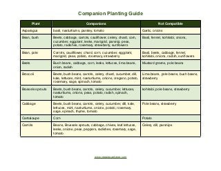 Companion Planting Guide
        Plant                            Companions                                         Not Compatible

Asparagus          basil, nasturtiums, parsley, tomato                           Garlic, onions

Bean, bush         Beets, cabbage, carrots, cauliﬂower, celery, chard, corn,     Basil, fennel, kohlrabi, onions,
                   cucumber, eggplant, leeks, marigold, parsnip, peas,
                   potato, radishes, rosemary, strawberry, sunﬂowers

Bean, pole         Carrots, cauliﬂower, chard, corn, cucumber, eggplant,         Basil, beets, cabbage, fennel,
                   marigold, peas, potato, rosemary, strawberry                  kohlrabi, onions, radish, sunﬂowers

Beets              Bush beans, cabbage, corn, leeks, lettuces, lima beans,       Mustard greens, pole beans
                   onion, radish

Broccoli           Beets, bush beans, carrots, celery, chard, cucumber, dill,    Lima beans, pole beans, bush beans,
                   kale, lettuces, mint, nasturtiums, onions, oregano, potato,   strawberry
                   rosemary, sage, spinach, tomato

Brussels sprouts   Beets, bush beans, carrots, celery, cucumber, lettuces,       kohlrabi, pole beans, strawberry
                   nasturtiums, onions, peas, potato, radish, spinach,
                   tomato

Cabbage            Beets, bush beans, carrots, celery, cucumber, dill, kale,     Pole beans, strawberry
                   lettuces, mint, nasturtiums, onions, potato, rosemary,
                   sage, spinach, thyme, tomato

Cantaloupe         Corn                                                          Potato

Carrots            Beans, Brussels sprouts, cabbage, chives, leaf lettuces,      Celery, dill, parsnips
                   leeks, onions, peas, peppers, radishes, rosemary, sage,
                   tomato




                                               www.veggiegardener.com
 